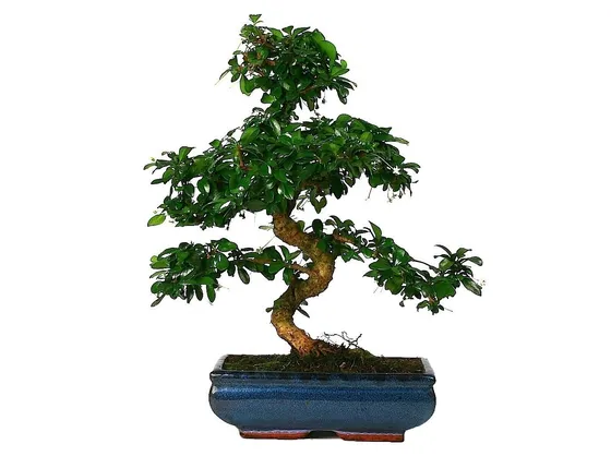 Bonsai Carmona pienamente sviluppato