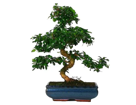 Bonsai Carmona pienamente sviluppato