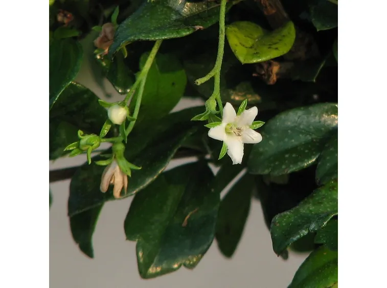 Fiori del bonsai Carmona
