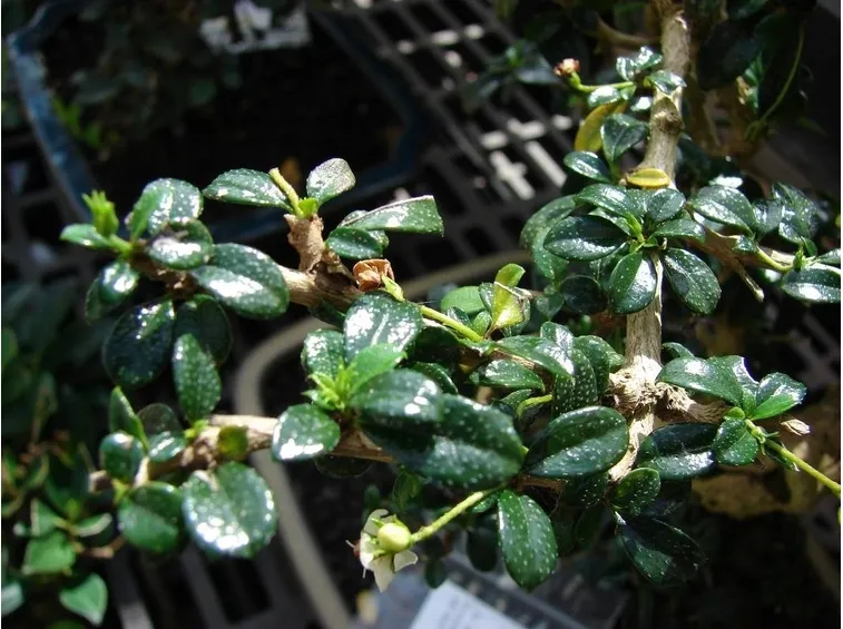 Foglie del bonsai Carmona