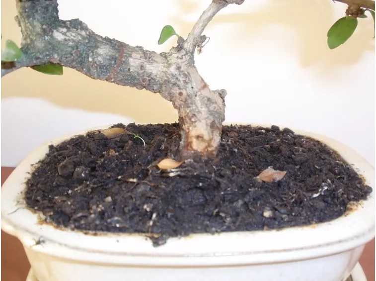 Terriccio del bonsai Carmona