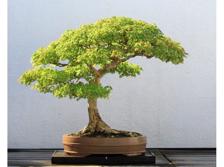 Esemplare di bonsai