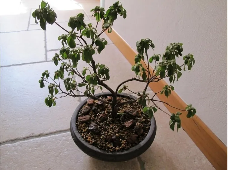 Rinvasare bonsai