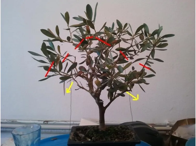 Esempio potatura bonsai