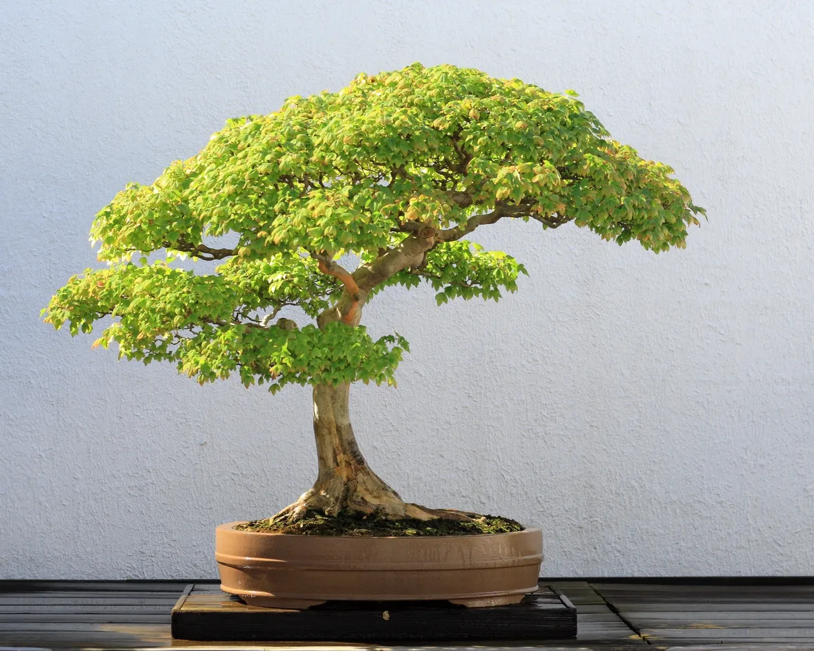 Esemplare di bonsai