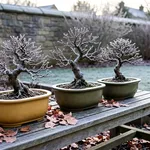 Perché il freddo serve e quali bonsai possono restare all'aperto