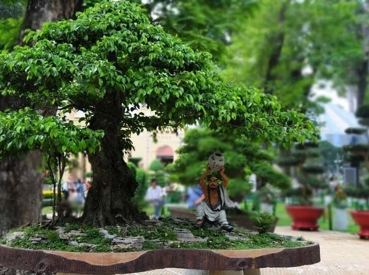 Bonsai Ficus Retusa
