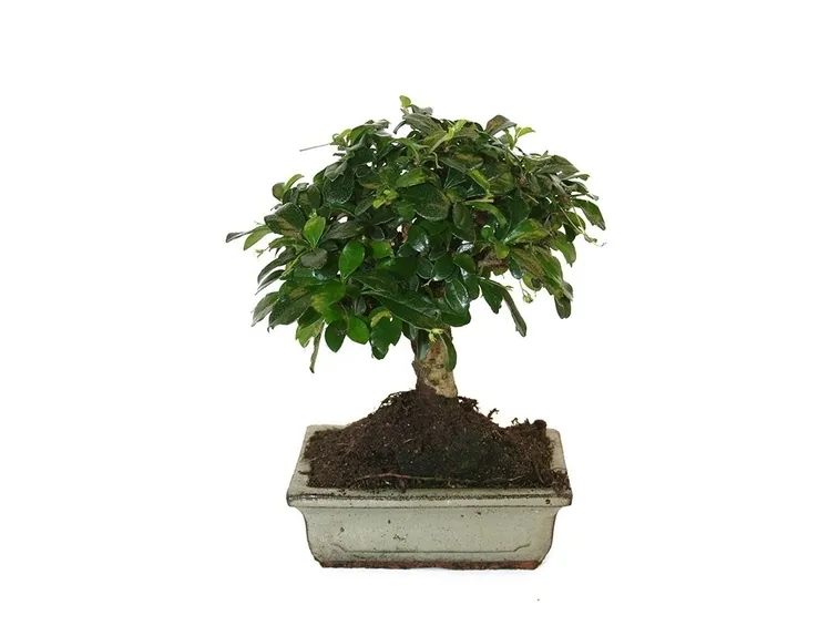 Bonsai Carmona