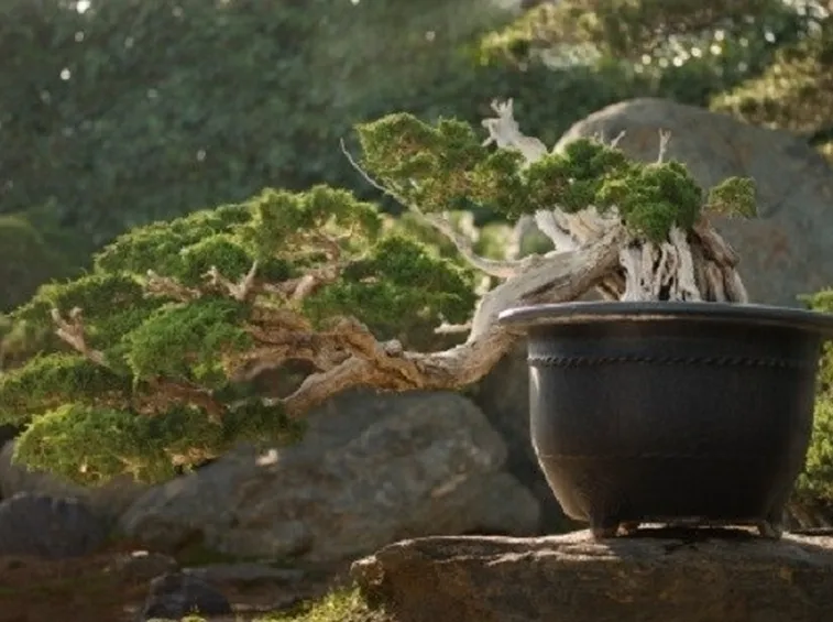 Bonsai a cascata