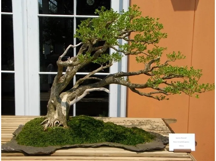 Bonsai stile spazzato dal vento