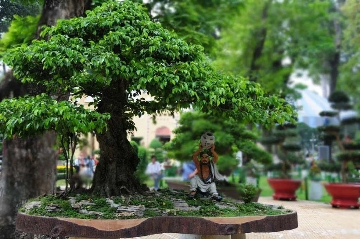 Bonsai Ficus Retusa
