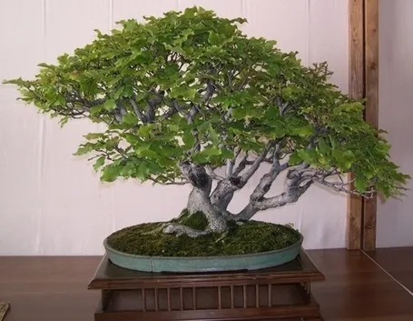 Faggio bonsai verde