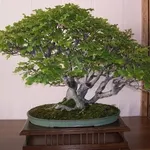 Faggio bonsai verde
