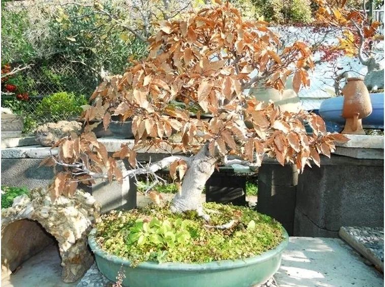 Faggio bonsai con foglie caduche