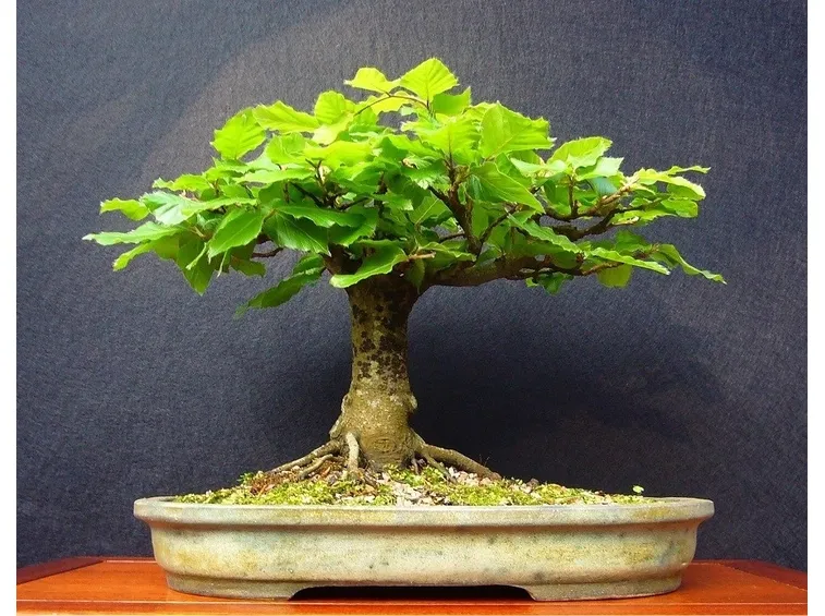 Bonsai faggio europeo