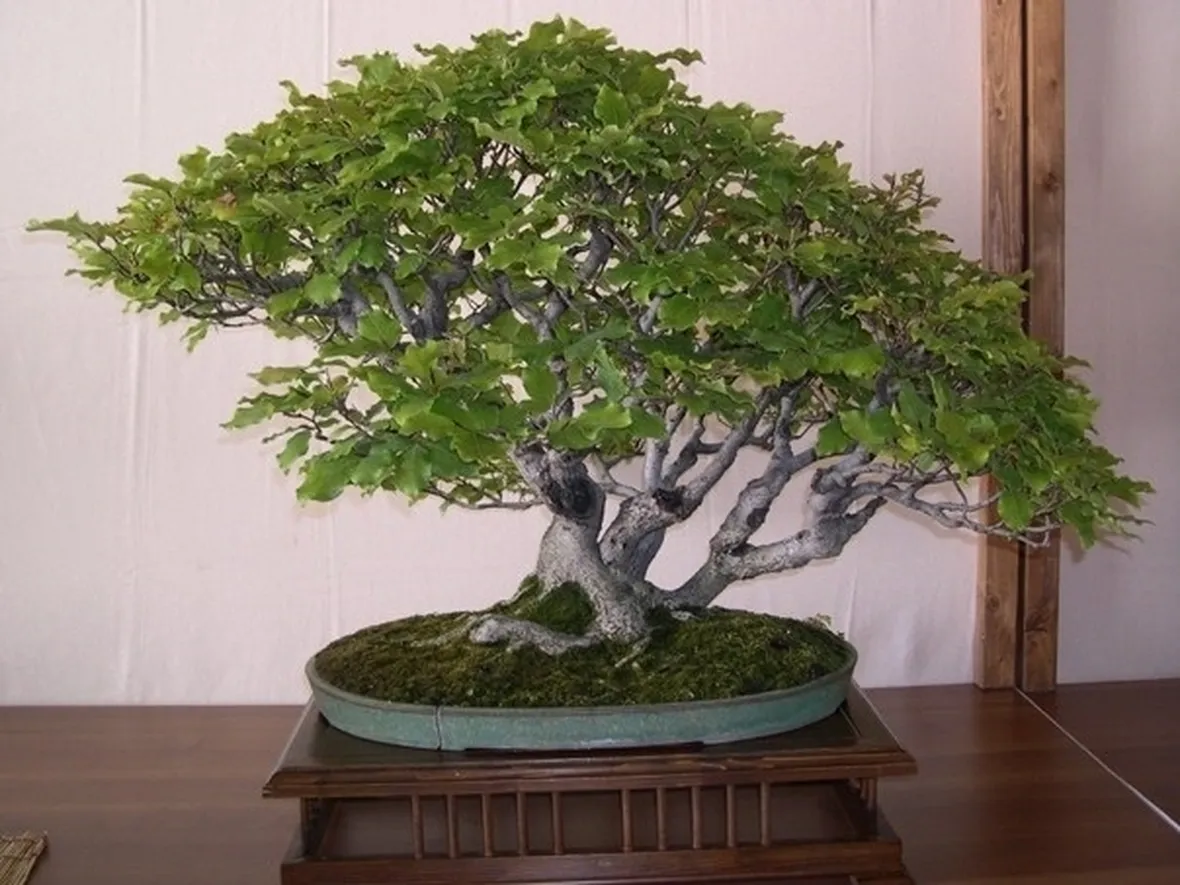 Faggio bonsai verde