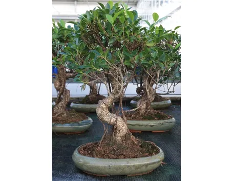Esemplare di bonsai Ficus retusa