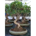 Esemplare di bonsai Ficus retusa