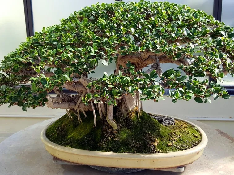 Esempi di bonsai ficus retusa