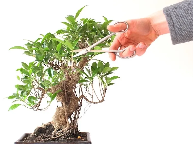 Potare il bonsai ficus