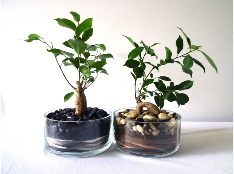 Concimare bonsai ficus