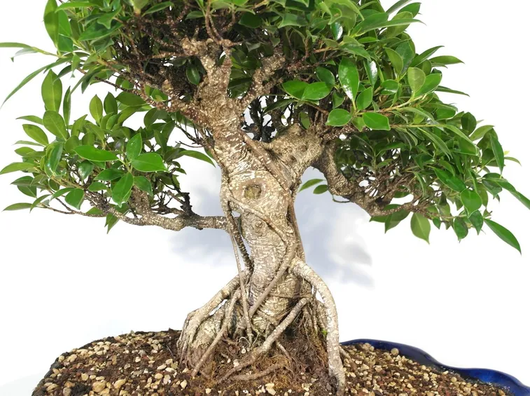 malattie bonsai ficus