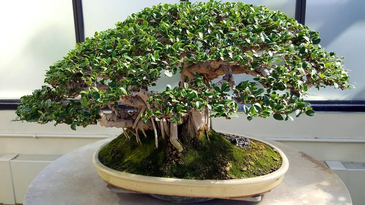 Esempi di bonsai ficus retusa
