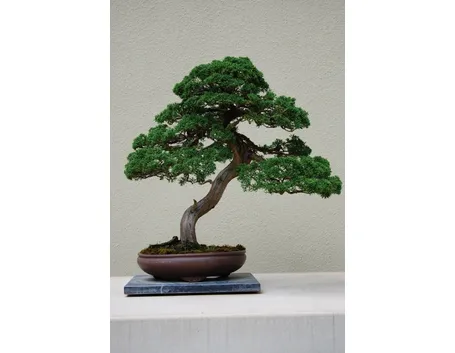 Bonsai ginepro con tronco curvo