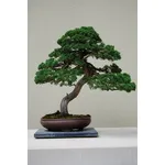 Bonsai ginepro con tronco curvo