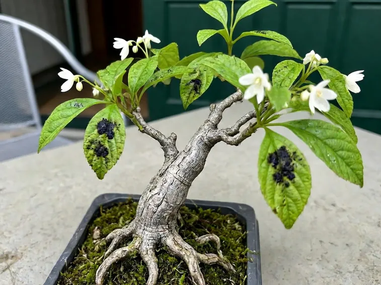 Malattie delle foglie di un bonsai ginseng