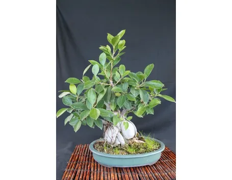 Bonsai ficus ginseng