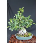 Bonsai ficus ginseng