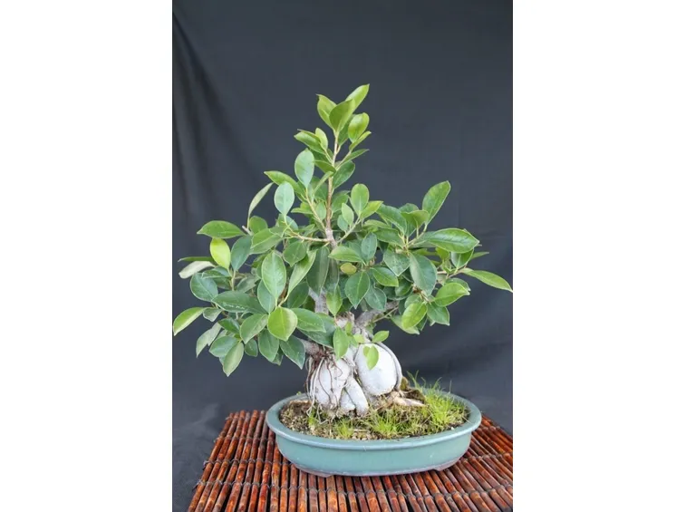 Bonsai ficus ginseng