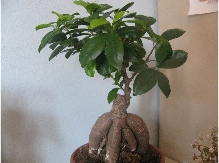 Stile bonsai ginseng