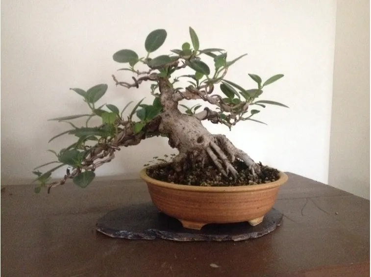 Un bonsai ginseng particolare