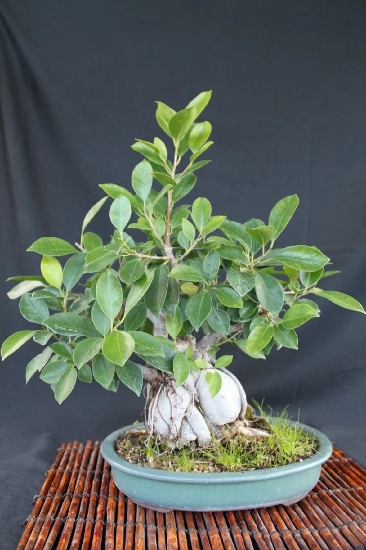 Bonsai ficus ginseng