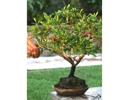 Bonsai di Melograno