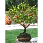 Bonsai di Melograno