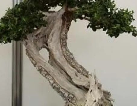 <b>Bonsai olivo</b>