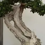 <b>Bonsai olivo</b>
