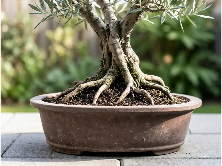 Bonsai olivo a terra
