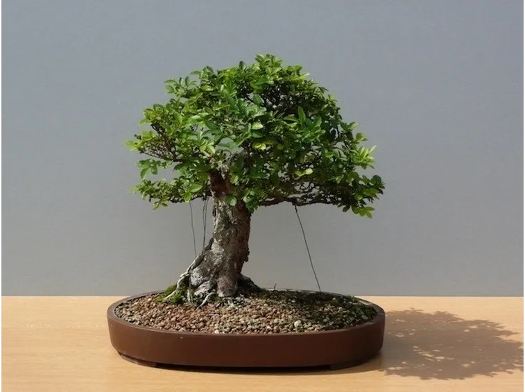 Olmo Zelkova