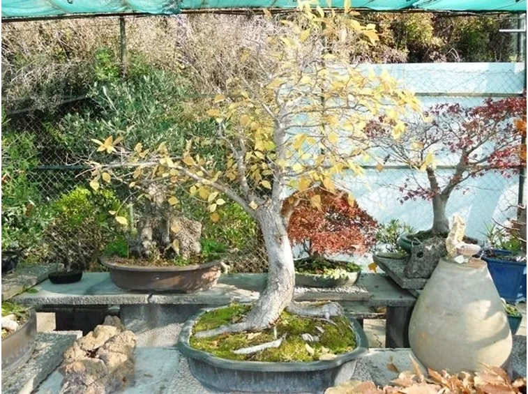 Caduta delle foglie