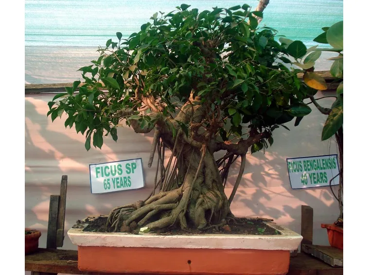 Un esemplare di Ficus benjamin