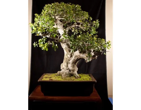 Maestoso bonsai quercia