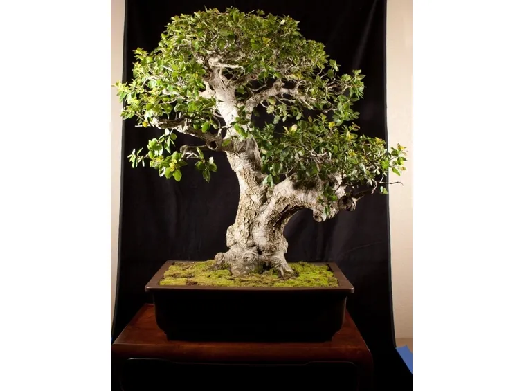 Maestoso bonsai quercia