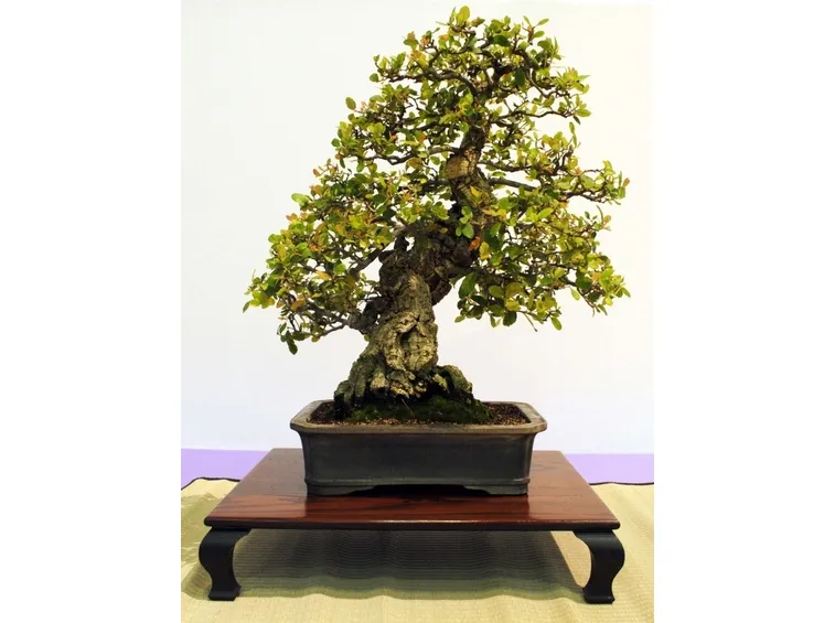 Possente bonsai quercia