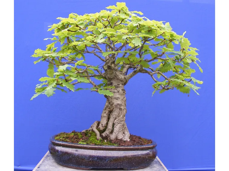 Splendido bonsai quercia