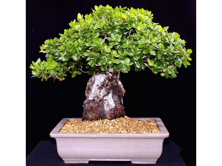 Possente bonsai quercia