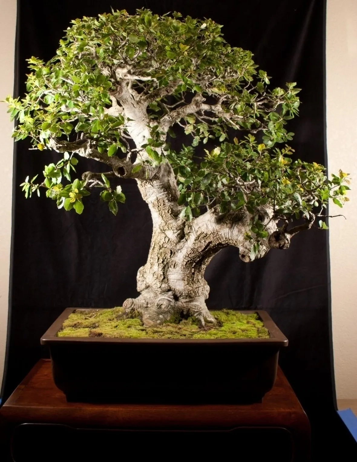 Maestoso bonsai quercia